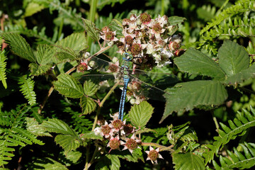 An Emperor dragonfly resting on immature Black berries.