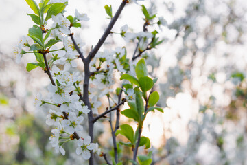 Blooming tree branch with white flowers. Spring flowers on cherry tree in sunlight