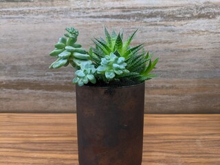 a small potted succulent plant on a wooden table