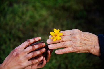 Yellow flower in old wrinkled hands. Yellow flower in old and young hands close-up. Hands of two generations of women with a flower. Hand with vitiligo gives a flower. Friendship concept. Kindness 