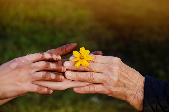 Yellow flower in old and young hands close-up. Yellow flower in old wrinkled hands.A hand with vitiligo reaches for a flower. Friendship concept.Kindness, help and support.Delicate flower in old hands