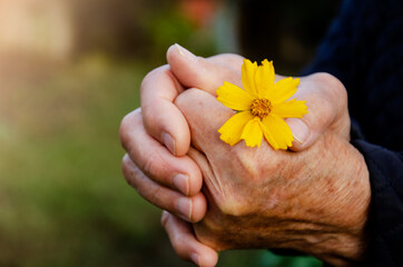 Thanks to the parents. Wrinkled hands with a flower close-up. Mercy and charity.The concept of...