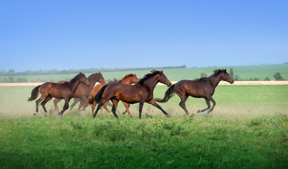 Large herd of beautiful horses galloping across the field in summer. Mustangs against the blue sky