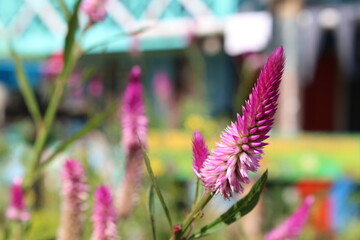 Flor Rosa. Puerto Nariño, Colômbia.