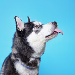 studio shot of a shelter dog on an isolated background