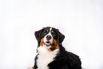 Bernese Mountain Dog studio portrait on white. Ten month old brown, black and white colored pup.  