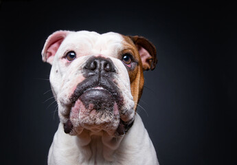 Fototapeta premium bulldog on an isolated background in a studio
