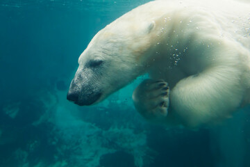  polar bear (Ursus maritimus) swiming