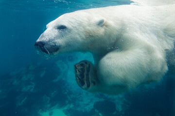  polar bear (Ursus maritimus) swiming