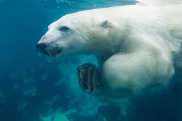 Fotobehang Beer  polar bear (Ursus maritimus) swiming  © Mircea Costina