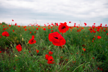 wild poppy flowers. large poppy field, beautiful flowers