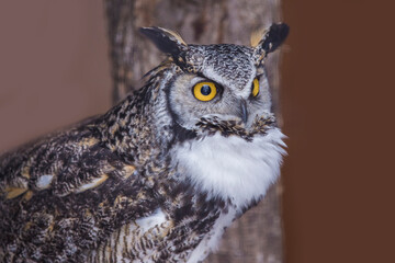 great horned owl (Bubo virginianus) portrait