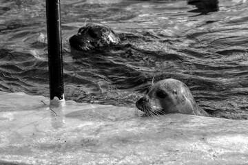 sea lion on the rocks