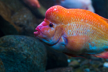 Red devil cichlid (Amphilophus labiatus)