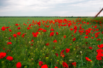 wild poppy flowers. large poppy field, beautiful flowers