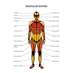 Human muscular system