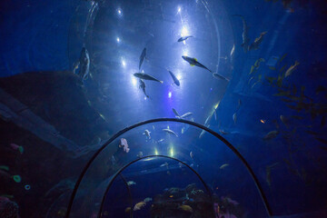 Underwater view, wide angle photo © Mircea Costina