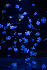 Phyllorhiza punctata jellyfish, also known as the floating bell, Australian spotted jellyfish,...