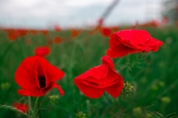 wild poppy flowers. large poppy field, beautiful flowers