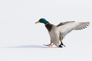 Mallards in flight in Canadian winter