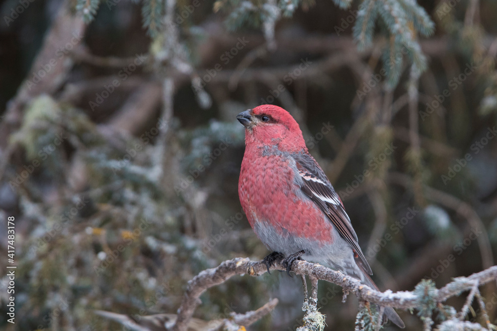 Wall mural pine grosbeak - pinicola enucleator in winter