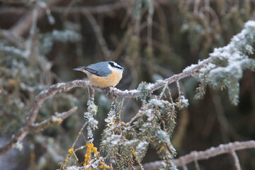 red-breasted nuthatch (Sitta canadensis)