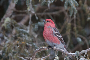 Pine Grosbeak - Pinicola enucleator in winter