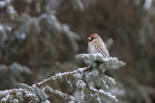 common redpoll or mealy redpoll (Acanthis flammea)