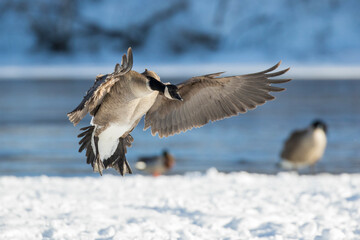 Canada goose (Branta canadensis) in winter