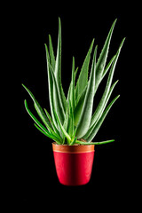 aloe vera plant in pot