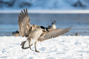 Canada goose (Branta canadensis) in winter
