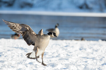 Canada goose (Branta canadensis) in winter