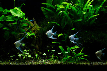 Fresh water planted aquarium with silver platinum angelfish	