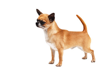 A miniature red dog Chihuahua breed stands in the exterior rack