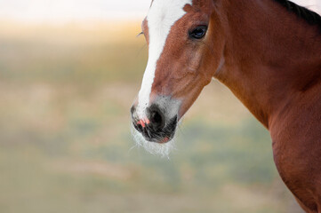 The little brown colt who two days old. Portrait of a baby horse on a light background in the paddock.