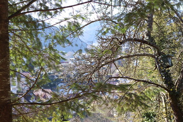Tree branches covering the view of the mountains