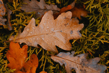 Macro oak leaves with droplets. Fallen autumn foliage background. Colorful seasonal natural orange,...