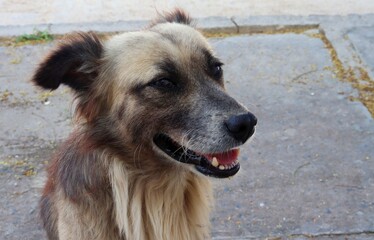 Stray dog. Cute homeless dog.
