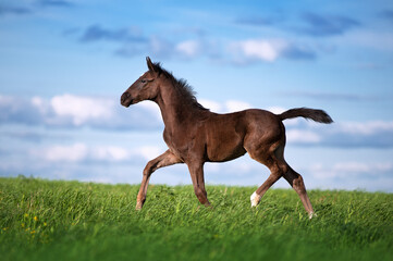 Beautiful little brown colt sports field against the blue sky. The horse gallops across the field