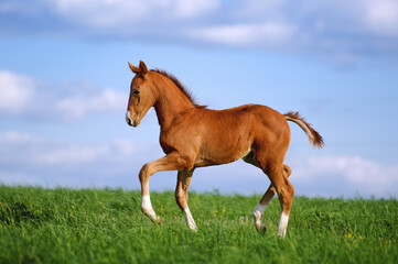 Beautiful red foal in the sports field on a background of blue sky. Horse rides in the grass