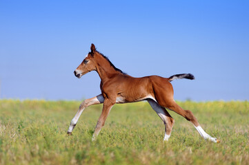 Beautiful little red foal in the sports field on a background of blue sky. A child rides a horse canter in the field. Foal two days old