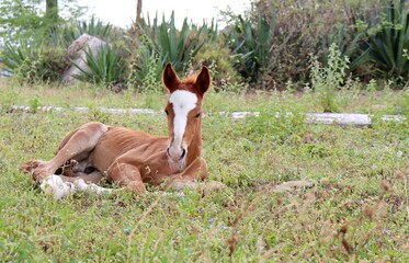 Young Foal sitting on the ground.
