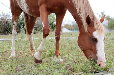 Beautiful brown horse eating grass.
