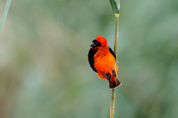 Southern red bishop or red bishop (Euplectes orix) in breeding plumage is sitting on a reed stalk 
 in a lake the the town of Mkuze in South Africa