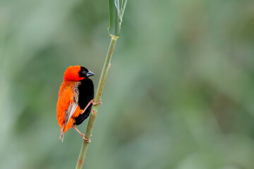 Southern red bishop or red bishop (Euplectes orix) in breeding plumage is sitting on a reed stalk 
 in a lake the the town of Mkuze in South Africa