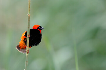 Southern red bishop or red bishop (Euplectes orix) in breeding plumage is sitting on a reed stalk 
 in a lake the the town of Mkuze in South Africa