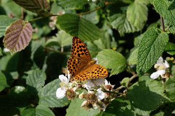 A Silver-washed Fritillary nectaring on Bramble flower.