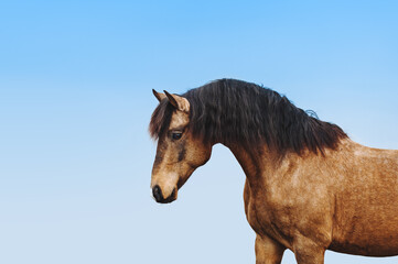 Portrait of a red stallion against the blue sky. A beautiful horse with a long black mane. Light horse with a dark mane