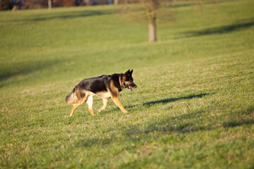 Hund frei auf der Wiese rennt in der Sonne. Deutscher Schäferhund im Training
