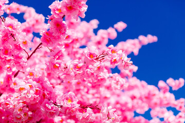 Beautiful cherry blossom sakura in spring time